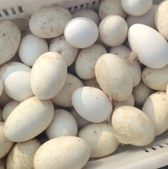 农家散养新鲜土鸡蛋10枚/500g-1000g